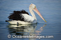 Australian Pelicans Photo - Gary Bell