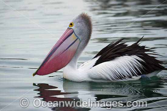 Australian Pelicans photo Australian Pelicans photo