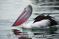 Australian Pelicans Photo - Gary Bell