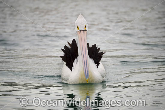 Australian Pelicans photo Australian Pelicans photo