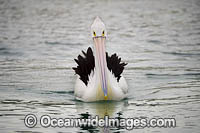 Australian Pelicans Photo - Gary Bell