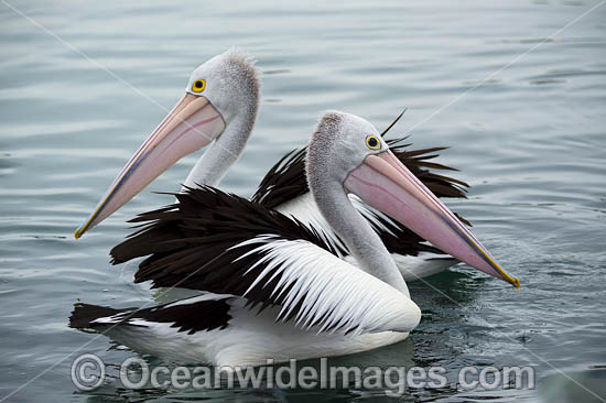 Australian Pelicans photo Australian Pelicans photo