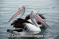 Australian Pelicans Photo - Gary Bell