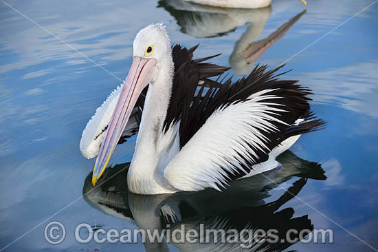 Australian Pelicans photo Australian Pelicans photo