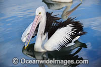 Australian Pelicans Photo - Gary Bell