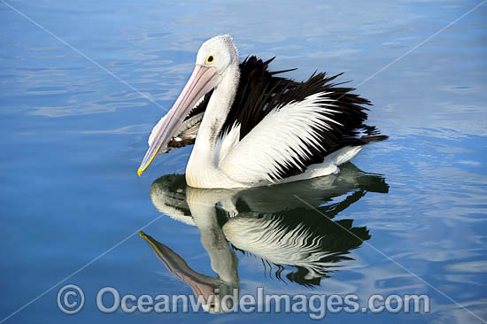 Australian Pelicans photo Australian Pelicans photo