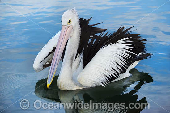 Australian Pelicans photo Australian Pelicans photo