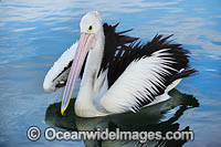 Australian Pelicans Photo - Gary Bell