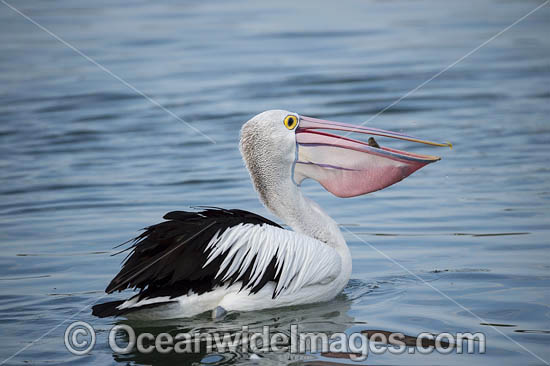 Australian Pelican fishing photo Australian Pelican fishing photo