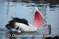 Australian Pelican Photo - Gary Bell
