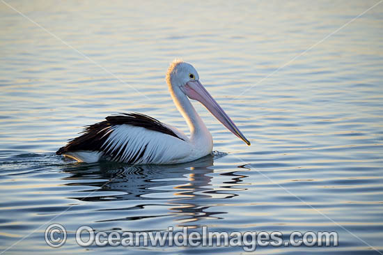 Australian Pelican photo Australian Pelican photo