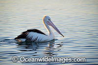Australian Pelican Photo - Gary Bell