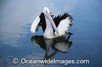 Australian Pelican Photo - Gary Bell