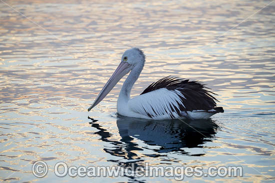 Australian Pelican photo Australian Pelican photo