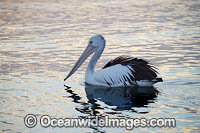 Australian Pelican Photo - Gary Bell