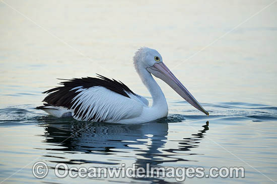 Australian Pelican photo Australian Pelican photo