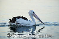 Australian Pelican Photo - Gary Bell
