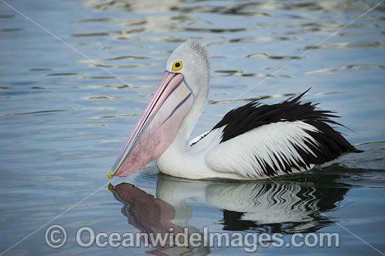 Australian Pelican photo Australian Pelican photo