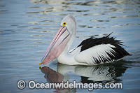 Australian Pelican Photo - Gary Bell