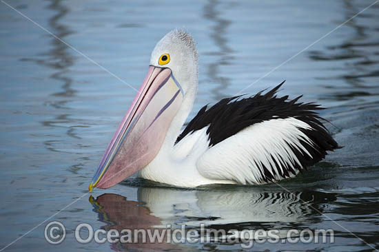Australian Pelican photo Australian Pelican photo