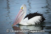 Australian Pelican Photo - Gary Bell