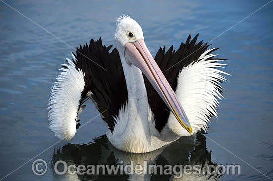 Australian Pelican photo Australian Pelican photo