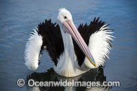 Australian Pelican Photo - Gary Bell