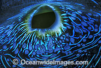 Giant Clam mantle Great Barrier Reef Photo - Gary Bell