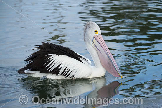 Australian Pelican photo