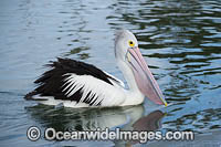 Australian Pelican Photo - Gary Bell