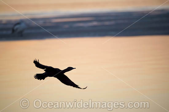 Little Black Cormorant photo