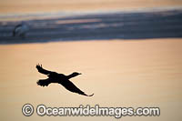 Little Black Cormorant Photo - Gary Bell
