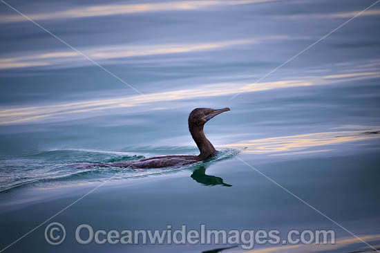 Little Black Cormorant photo Little Black Cormorant photo