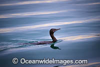 Little Black Cormorant Photo - Gary Bell