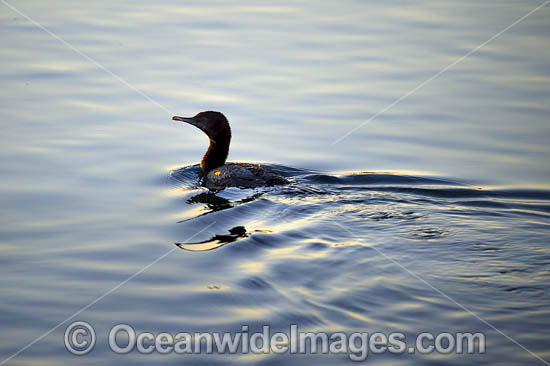 Little Black Cormorant photo