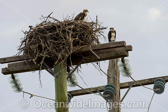 Osprey in nest on power pole photo Osprey in nest on power pole photo