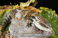 Eastern Blue-tongue Lizard Photo - Gary Bell