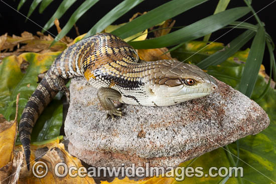 Eastern Blue-tongue Lizard photo Eastern Blue-tongue Lizard photo