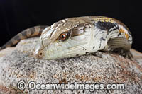 Eastern Blue-tongue Lizard Photo - Gary Bell