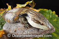 Eastern Blue-tongue Lizard Photo - Gary Bell