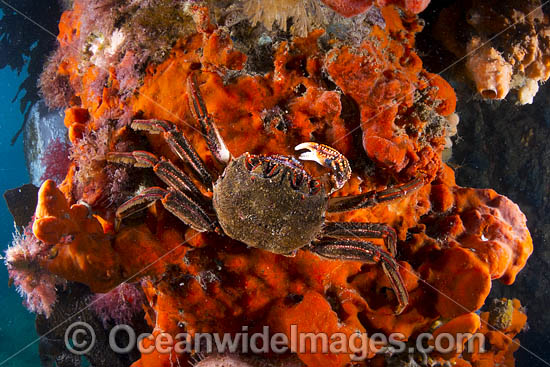 Reef Crab Plagusia chabrus photo Reef Crab Plagusia chabrus photo