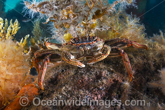 Reef Crab Rye Pier photo Reef Crab Rye Pier photo
