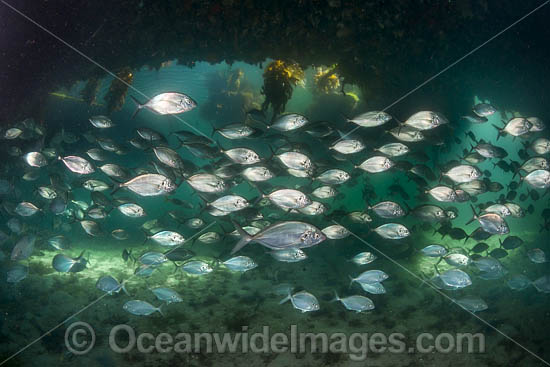 Skipjack Trevally photo Skipjack Trevally photo