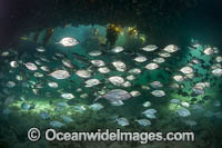 Skipjack Trevally Photo - Gary Bell