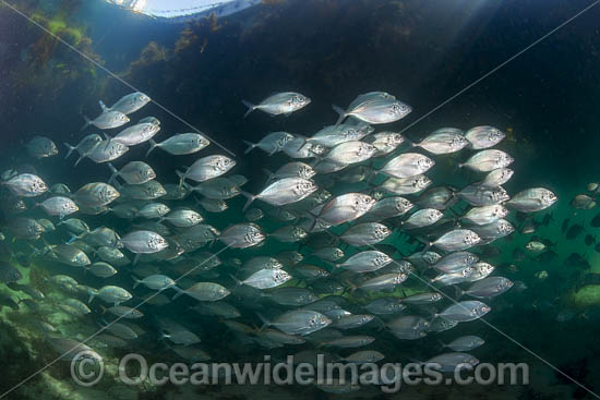 Skipjack Trevally photo Skipjack Trevally photo