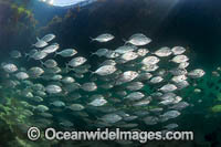 Skipjack Trevally Photo - Gary Bell