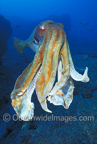 Giant Cuttlefish Coffs Harbour photo Giant Cuttlefish Coffs Harbour photo