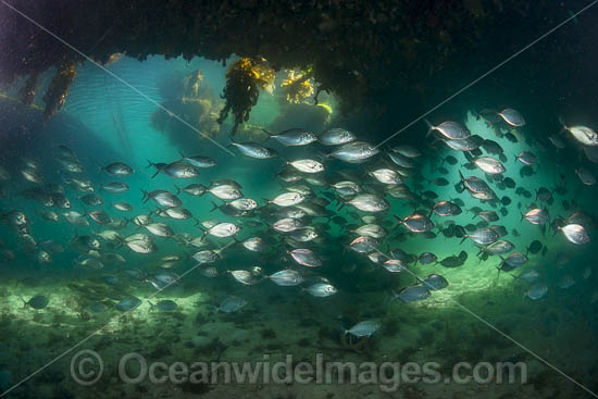 Skipjack Trevally photo