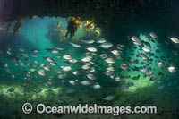 Skipjack Trevally Photo - Gary Bell
