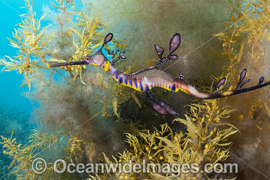 Weedy Seadragon photo Weedy Seadragon photo